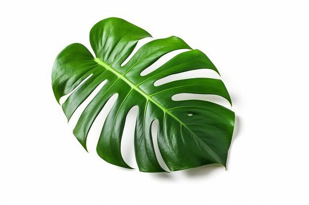 Una foglia di una pianta di monstera su uno sfondo bianco.