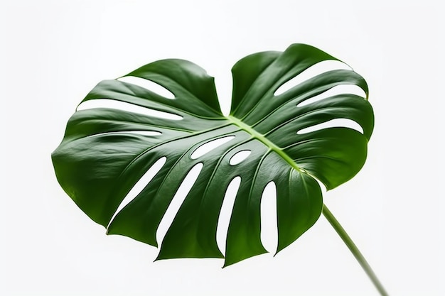 Una foglia di una pianta monstera contro uno sfondo bianco.