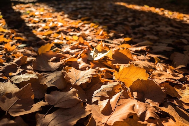 una foglia giace a terra in autunno.