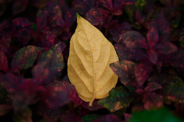 Una foglia gialla caduta sulle foglie rosse