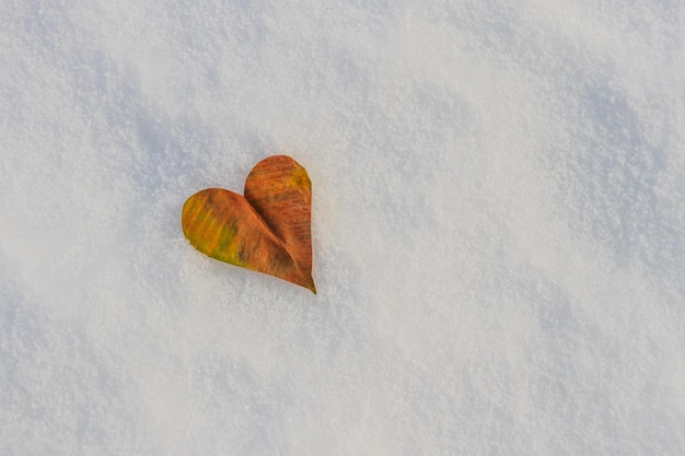 Una foglia secca a forma di cuore nella neve