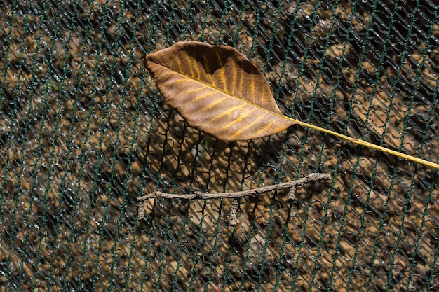 Una foglia secca separata in vista