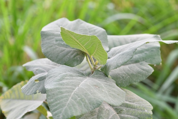 Una foglia su una pianta con una foglia verde