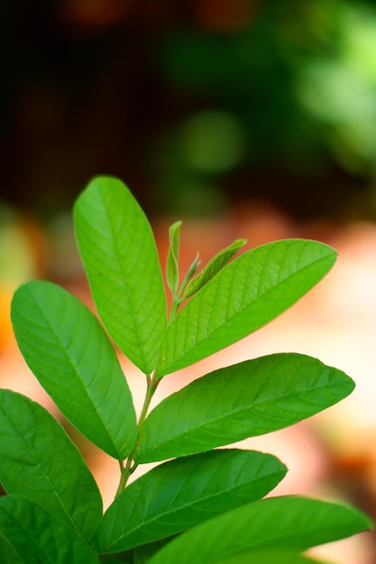 Una foglia verde che proviene da una pianta esposta alla luce del sole.