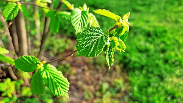 una foglia verde con alcune foglie su di essa