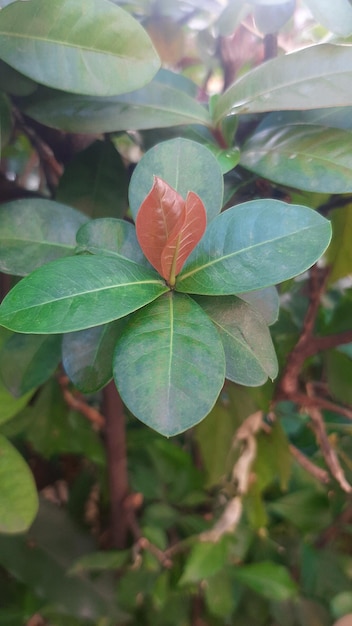 Una foglia verde con foglie rosse su di essa