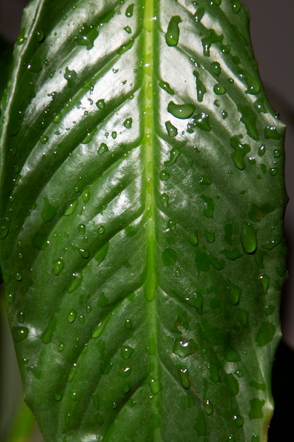 Una foglia verde con gocce d'acqua su di essa