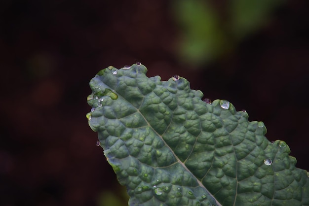 Una foglia verde con gocce d'acqua su di essa