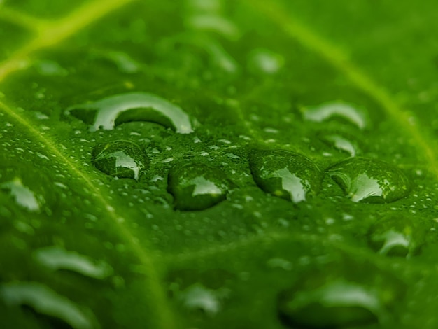 Una foglia verde con gocce d'acqua su di essa