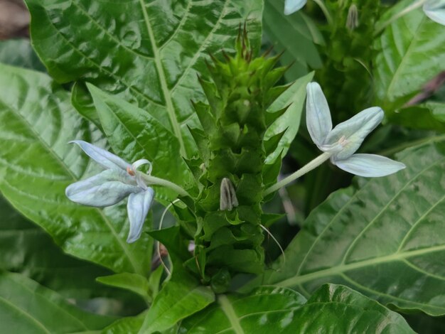 Una foglia verde con sopra la parola "dente di leone".