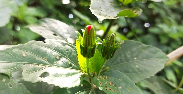 Una foglia verde con una macchia rossa sopra