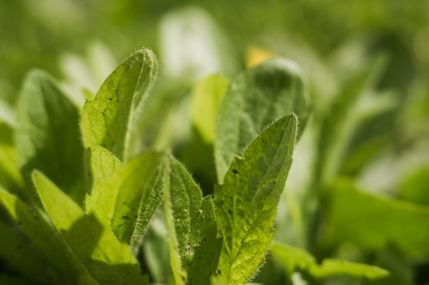 Una foglia verde cresce da terra in primavera