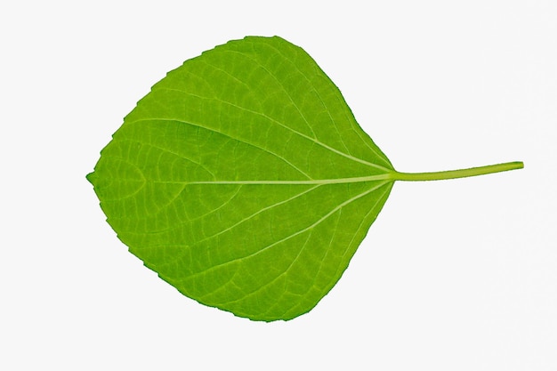 Una foglia verde da un albero con uno sfondo bianco.