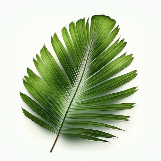 Una foglia verde di una palma su sfondo bianco