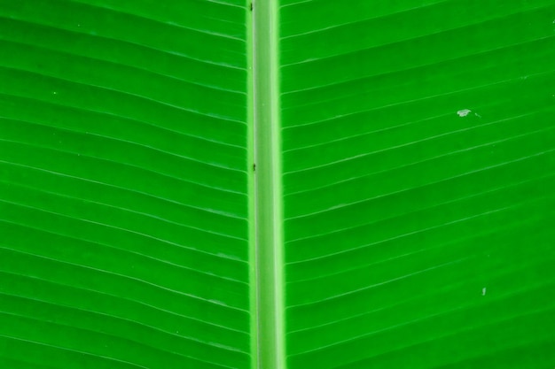 Una foglia verde di una pianta di banana è mostrata su uno sfondo verde.
