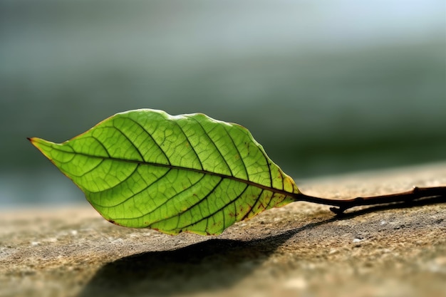 Una foglia verde per terra