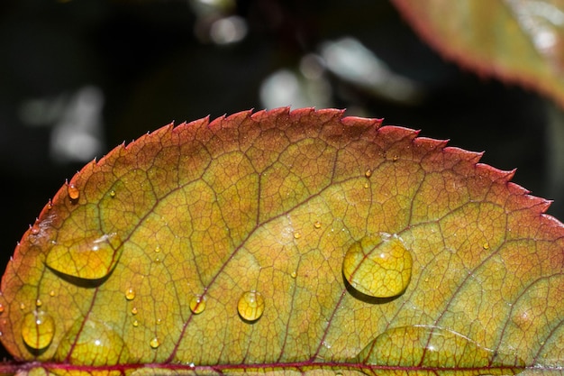 Una foglia verde separata con gocce d'acqua