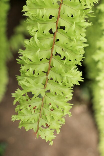 Una foglia verde separata della stagione primaverile