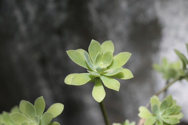 Una foglia verde separata