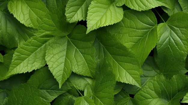 Una foglia verde vibrante da vicino con dettagli intricati IA generativa