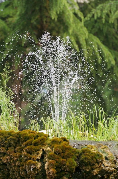 una fontana nel giardino