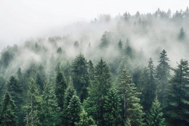 Una foresta avvolta da una fitta nebbia che simboleggia l'incertezza e gli effetti del cambiamento climatico