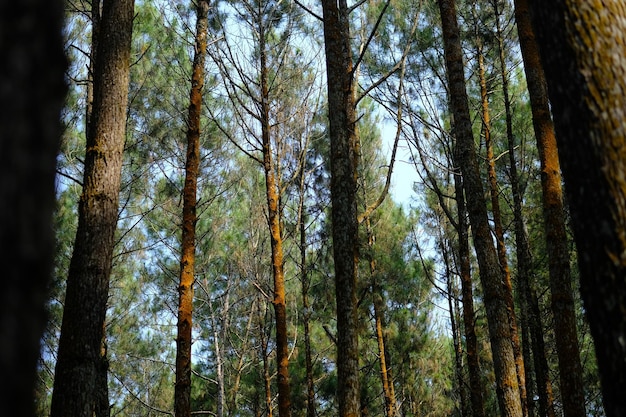 Una foresta con alberi con licheni arancioni su di loro pineta