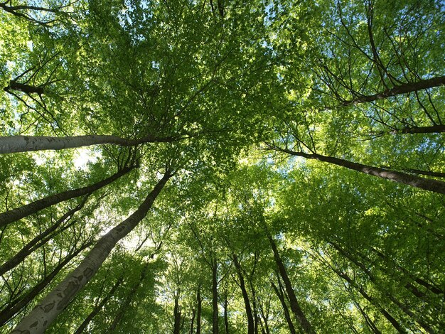 Una foresta con alberi e cielo sullo sfondo