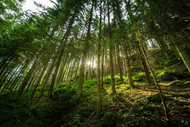 Una foresta con alberi e sole che splende attraverso gli alberi