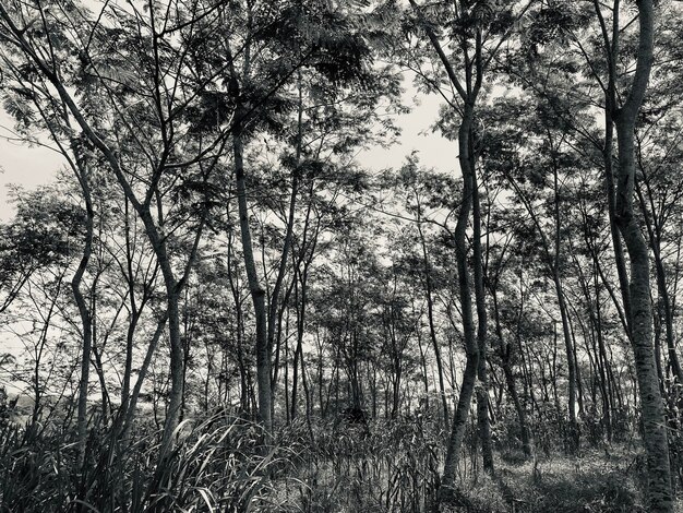 Una foresta con alberi e un cielo sullo sfondo