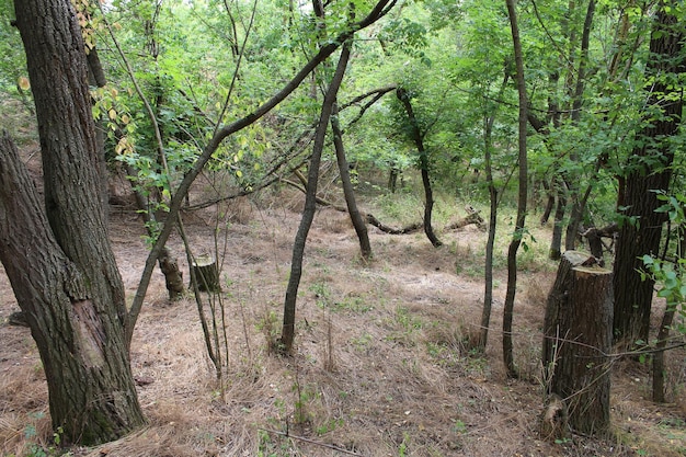 Una foresta con alberi ed erba
