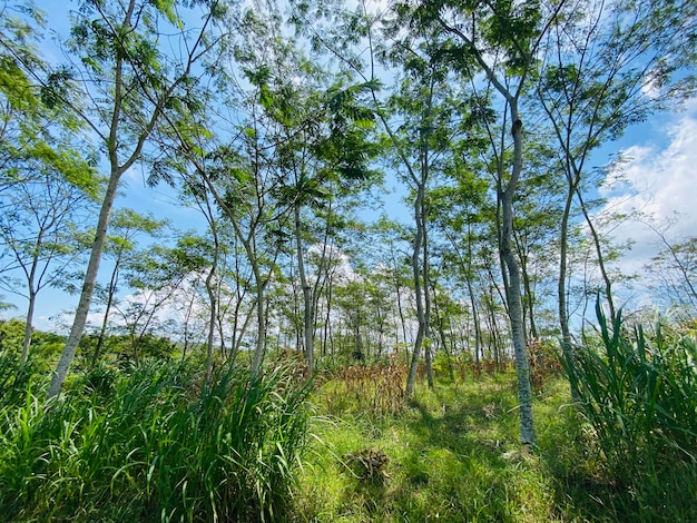 Una foresta con erba alta e alberi sul lato sinistro.