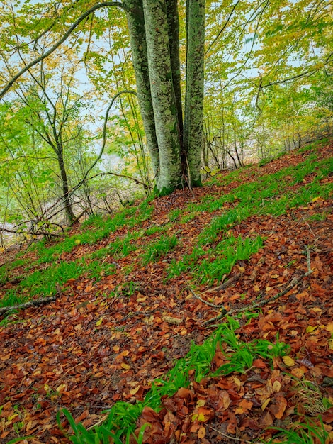 Una foresta con foglie a terra e un albero con sopra la parola foresta