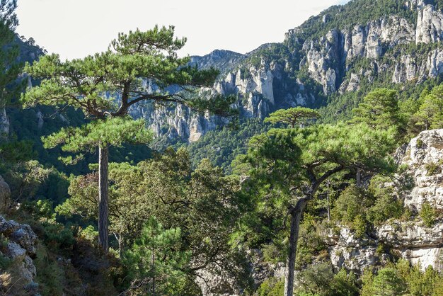 Una foresta con le montagne sullo sfondo