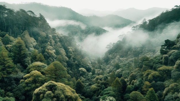 Una foresta con le montagne sullo sfondo