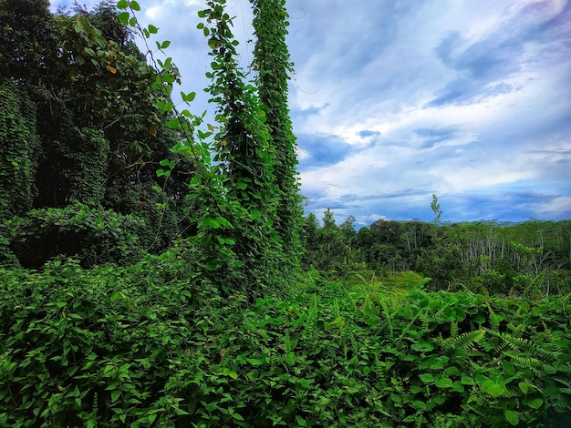 Una foresta con piante verdi e un cielo nuvoloso