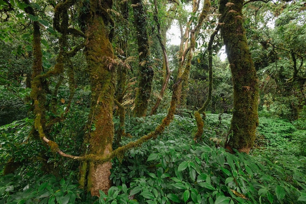 Una foresta con piante verdi e un tronco d'albero