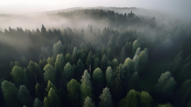 Una foresta con un cielo nebbioso