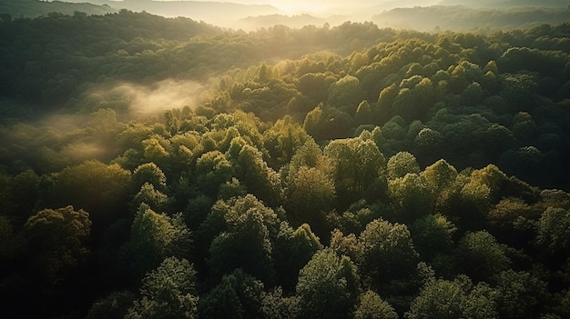 Una foresta con un tramonto sullo sfondo