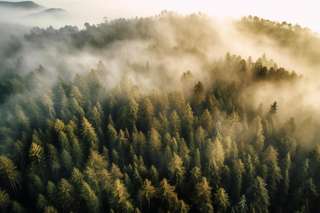 Una foresta con una montagna nebbiosa sullo sfondo