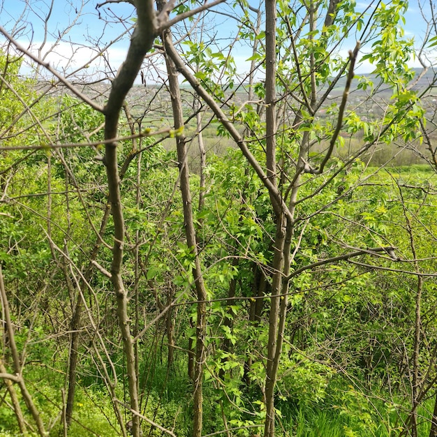 Una foresta con una pianta verde con sopra la scritta "