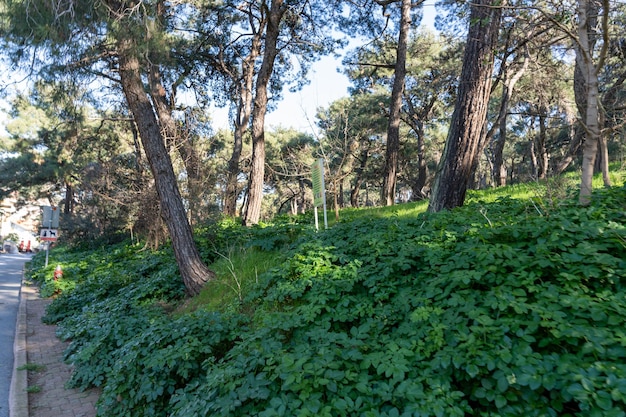 Una foresta con una strada sullo sfondo