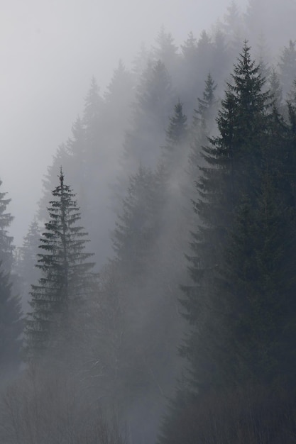 Una foresta con uno sfondo nebbioso