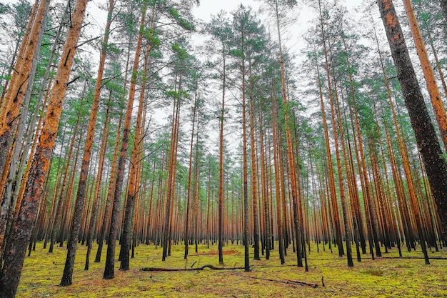 Una foresta di alti pini