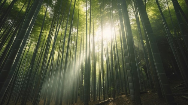 Una foresta di bambù con il sole che splende attraverso gli alberi