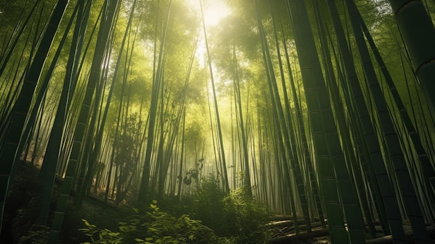 Una foresta di bambù con il sole che splende attraverso gli alberi