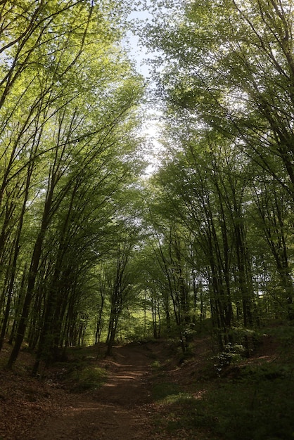 Una foresta di bambù nella foresta con il sole che splende attraverso gli alberi.