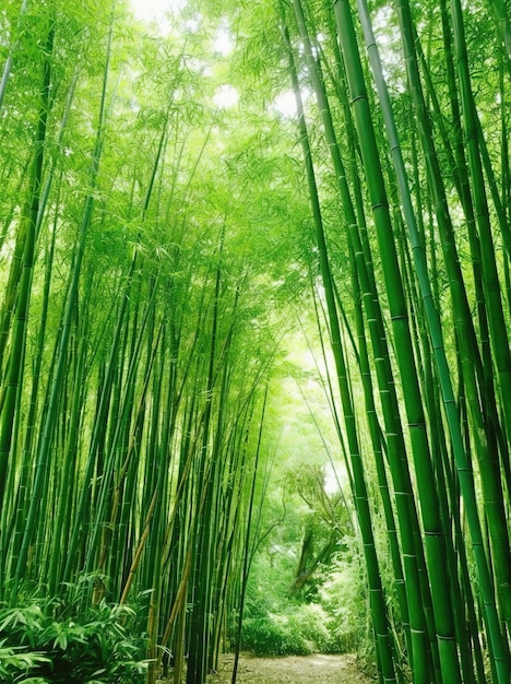 Una foresta di bambù verde con il sole che splende su di essa.