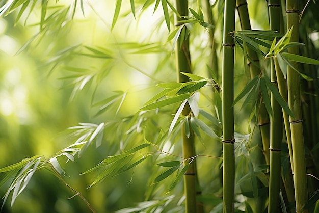 una foresta di bambù verde