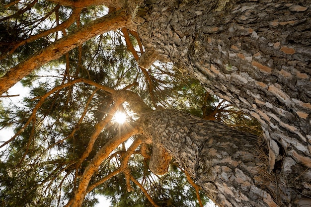 Una foresta di pini alberi natura legno verde luce del sole sfondi